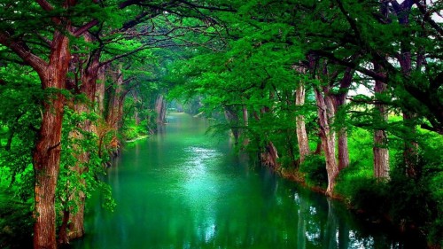緑の自然の壁紙のhd 自然の風景 自然 緑 木 森林 水 古い成長林 Wallpaperkiss