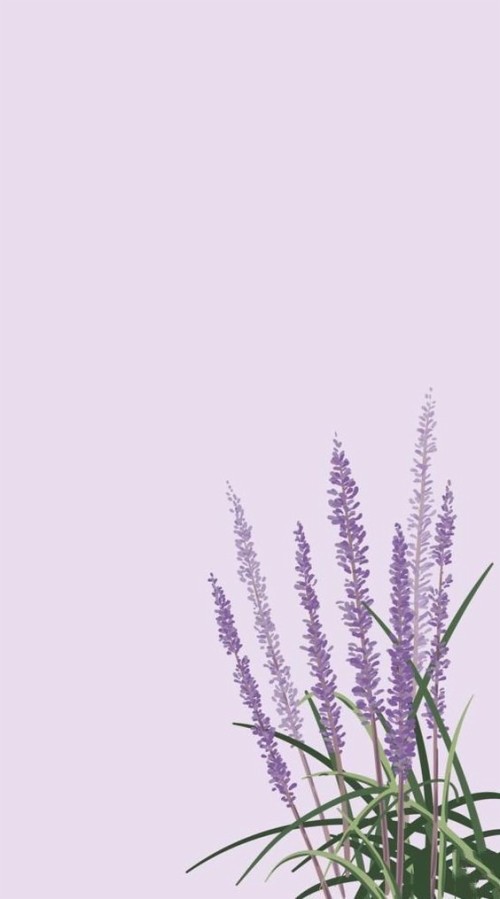 ラベンダー壁紙 ラベンダー 紫の バイオレット 工場 花 ライラック ヘザー 草 野草 開花植物 Wallpaperkiss