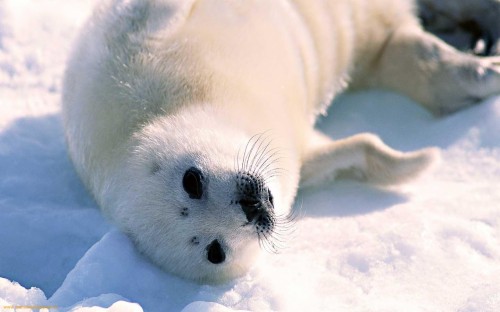 シール壁紙 耳のないシール 海洋哺乳類 北極 鼻 シロクマ Wallpaperkiss