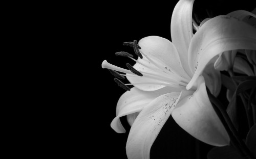 黒花の壁紙 白い 黒と白 モノクロ写真 花弁 黒 花 ゆり 静物写真 工場 モノクローム Wallpaperkiss