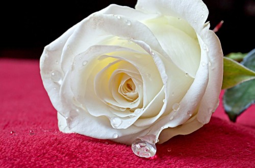 シンプルな白い壁紙 白い ローズ 庭のバラ 花 花弁 バラ科 フロリバンダ 工場 ピンク Wallpaperkiss