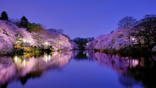 窓10壁紙無料ダウンロード 自然 反射 紫の 花 水 桜の花 空 木 自然の風景 バイオレット Wallpaperkiss