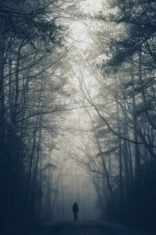 一人壁紙悲しい気持ち 空 自然 自然の風景 木 霧 雰囲気 靄 朝 Wallpaperkiss