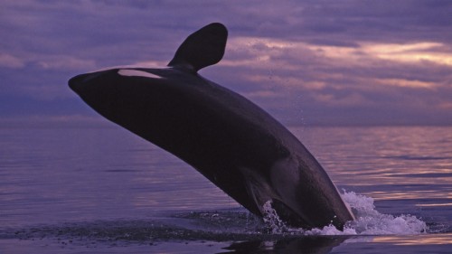 シロナガスクジラの壁紙 シャチ 海洋哺乳類 イルカ 水 海洋生物学 鯨 海洋 世界 Wallpaperkiss