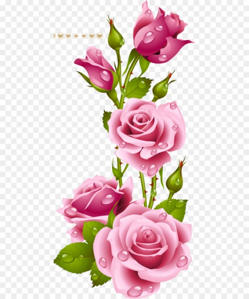 Wallpaper Bunga Mawar Merah Garden Roses Red Pink Flower Rose Petal Hybrid Tea Rose Rose Family Plant Botany 1856699 Wallpaperkiss