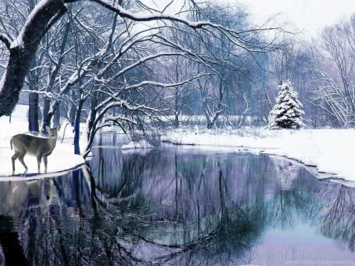 冬のシーンの壁紙 冬 雪 凍結 木 自然の風景 霜 空 風景 架空の人物 Wallpaperkiss