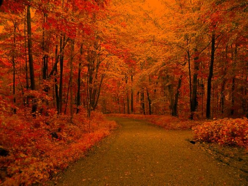 秋のデスクトップの壁紙 自然の風景 自然 木 葉 秋 赤 森林 北方広葉樹林 Wallpaperkiss