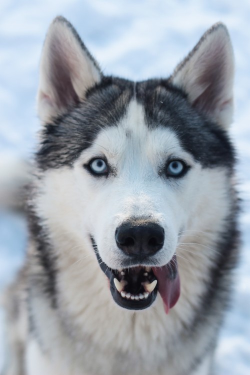 ハスキーの子犬の壁紙 犬 シベリアンハスキー サハリンハスキー グリーンランド犬 アラスカのマラミュート Wallpaperkiss