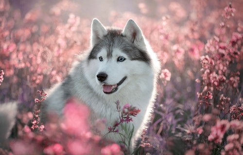 ハスキー壁紙 犬 シベリアンハスキー アラスカのマラミュート サハリンハスキー カナダのエスキモー犬 Wallpaperkiss