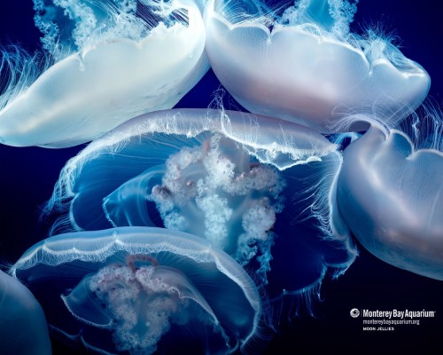 Sdの壁紙 水 空 クラゲ 刺胞動物 世界 海洋生物学 エレクトリックブルー Cgアートワーク 海洋無脊椎動物 Wallpaperkiss