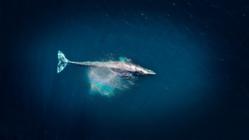 生物学の壁紙 水中 海洋生物学 海 シロナガスクジラ 海洋 ザトウクジラ 海洋哺乳類 深海魚 Wallpaperkiss