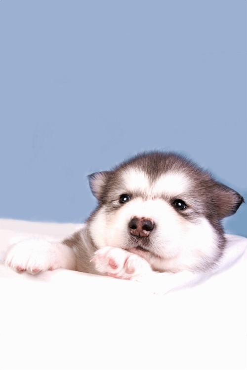 ハスキー壁紙 犬 シベリアンハスキー アラスカのマラミュート 子犬 ミニチュアシベリアンハスキー Wallpaperkiss