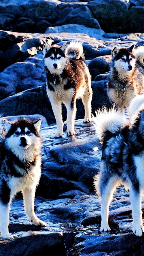 ハスキー壁紙 犬 グリーンランド犬 アラスカのマラミュート サハリンハスキー 北イヌイット犬 Wallpaperkiss