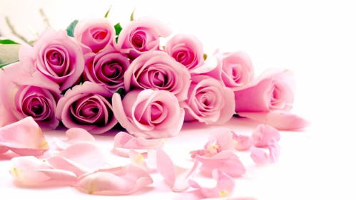ピンクのバラの壁紙 ピンク 庭のバラ ローズ 花 花弁 バラ科 切り花 工場 花束 Wallpaperkiss