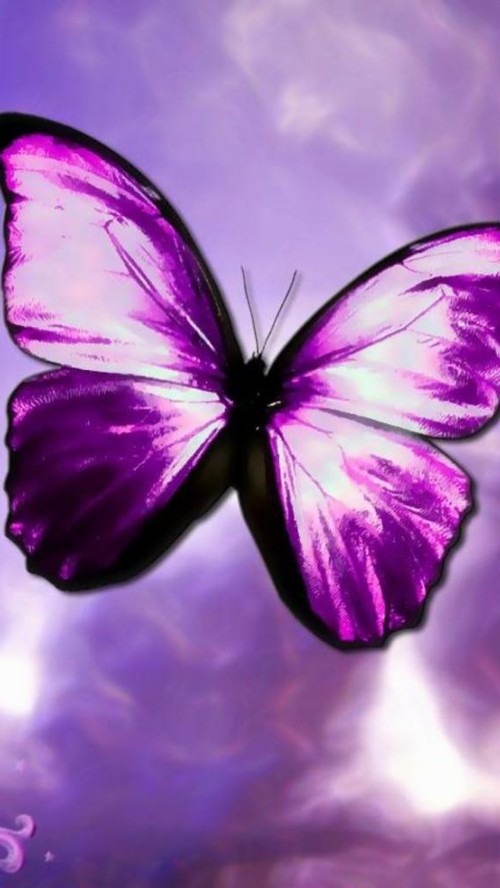 紫色の蝶の壁紙 バタフライ バイオレット 紫の 昆虫 蛾と蝶 ラベンダー グラフィックデザイン 無脊椎動物 設計 Wallpaperkiss