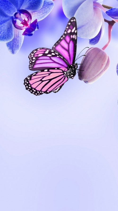紫色の蝶の壁紙 バタフライ 昆虫 蛾と蝶 ピンク バイオレット 紫の 羽 無脊椎動物 モナーク蝶 Wallpaperkiss