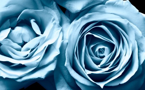 ロザスの壁紙 花 ローズ 青い 青いバラ 庭のバラ バラ科 コバルトブルー 花弁 工場 開花植物 Wallpaperkiss