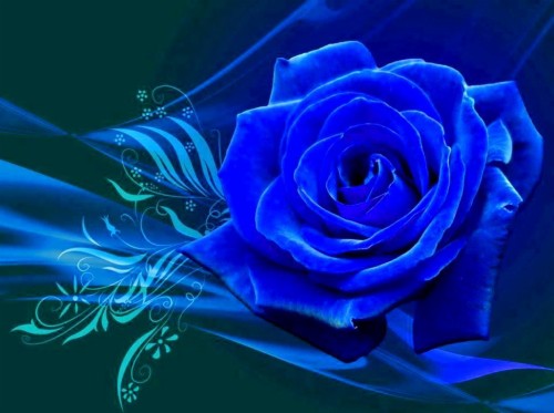 青いバラの壁紙 ローズ 青い 青いバラ 花 庭のバラ バラ科 コバルトブルー エレクトリックブルー 花弁 1265054 Wallpaperkiss