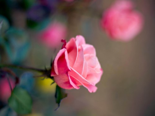 バラの花の壁紙のhd無料ダウンロード 花 開花植物 花弁 庭のバラ ピンク ローズ バラ科 工場 フロリバンダ Wallpaperkiss