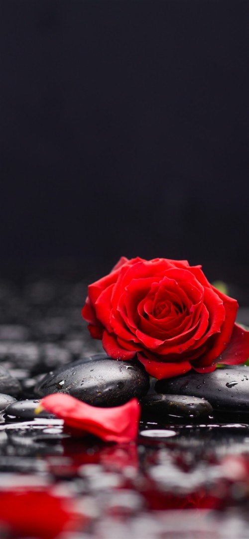 赤いバラの壁紙のhd 赤 ローズ 花弁 庭のバラ 花 静物写真 バラ科 水 工場 ピンク Wallpaperkiss