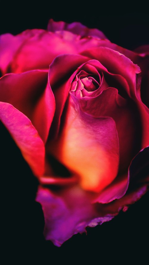 バラの壁紙のhdダウンロード 庭のバラ 花弁 花 ローズ 赤 ピンク 紫の ハイブリッドティーローズ フロリバンダ バイオレット Wallpaperkiss