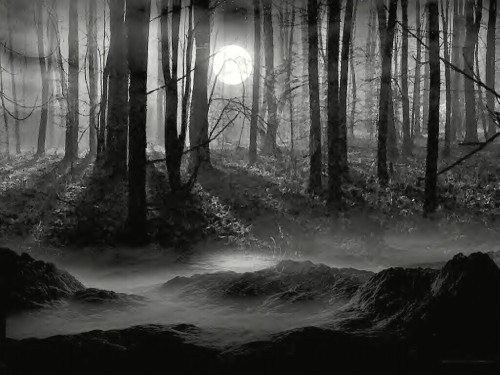 3d black and white forest woodland