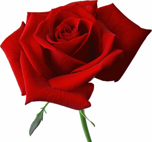 美しいバラの花の壁紙無料ダウンロード 庭のバラ 赤 ローズ 花 花弁 フロリバンダ バラ科 ハイブリッドティーローズ 開花植物 工場 Wallpaperkiss