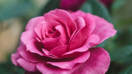 最も美しい壁紙無料ダウンロード 花 開花植物 庭のバラ ピンク ローズ 花弁 バラ科 工場 フロリバンダ Wallpaperkiss