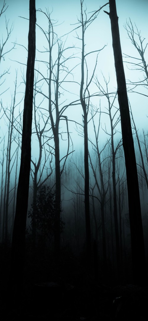 不気味な壁紙 木 自然 森林 霧 森林 古い成長林 自然の風景 Wallpaperkiss