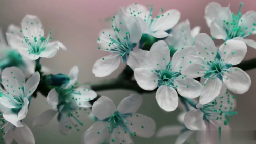 美しいバラの花の壁紙無料ダウンロード 自然 白い 花弁 花 緑 工場 葉 春 Wallpaperkiss