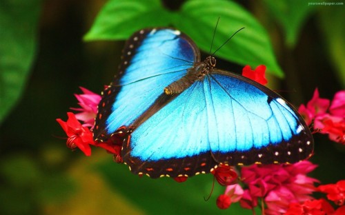 蝶の壁紙のhd 蛾と蝶 バタフライ 昆虫 青い 無脊椎動物 ブラシ足蝶 工場 シジミチョウ Wallpaperkiss