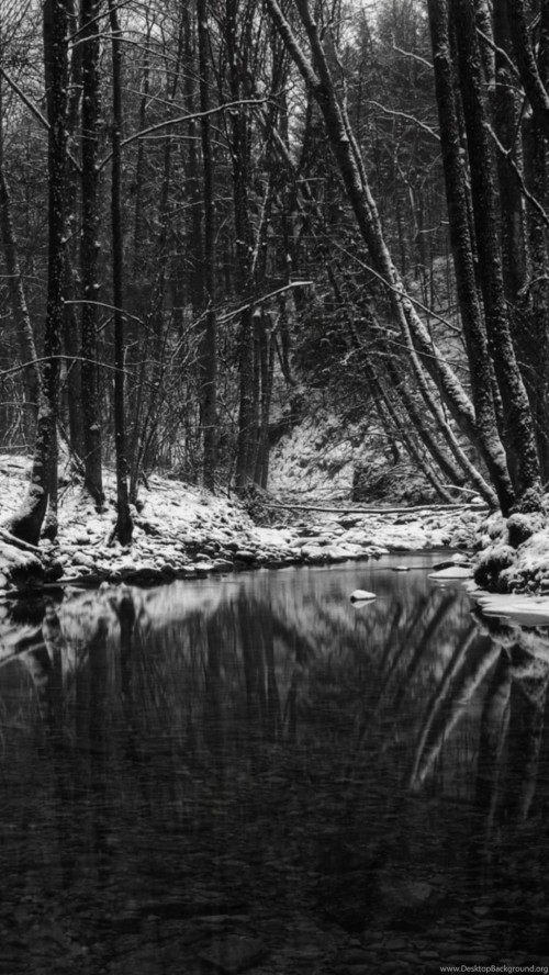 モバイル用の黒い壁紙 自然 自然の風景 木 黒と白 森林 水 モノクロ写真 1281465 Wallpaperkiss