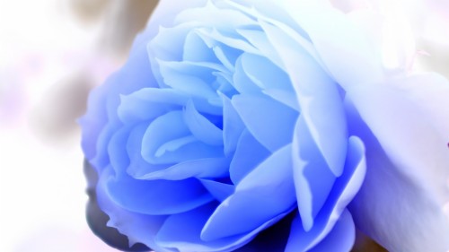 ベビーブルーの壁紙 花弁 青い 花 ローズ バラ科 バイオレット 紫の 工場 ピンク 開花植物 Wallpaperkiss