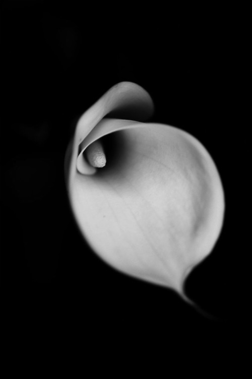 黒い画面の壁紙 白い モノクロ写真 黒と白 黒 静物写真 花弁 モノクローム 花 閉じる 工場 Wallpaperkiss