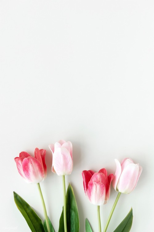 空白の白い壁紙 花弁 ピンク 花 チューリップ 開花植物 工場 切り花 植物の茎 つぼみ Wallpaperkiss