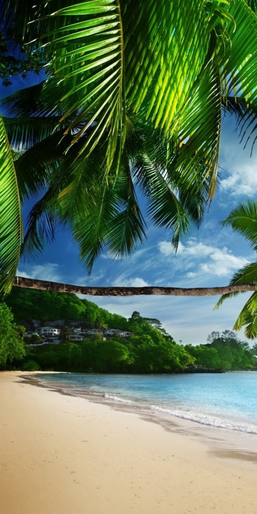 ビーチ壁紙hd 自然 木 自然の風景 カリブ海 岸 ヤシの木 空 休暇 ビーチ Wallpaperkiss