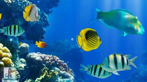 水の中のライブ壁紙の魚 魚 水中 魚 サンゴ礁の魚 海洋生物学 サンゴ礁 リーフ Wallpaperkiss