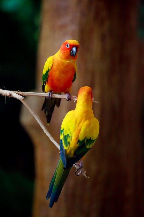 オウムの壁紙 鳥 オウム コンゴウインコ インコ フェザー 野生動物 羽 Wallpaperkiss