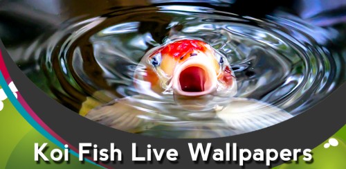 Live Wallpaper Fisch Im Wasser Wasser Goldfisch Fisch Fotografie Bildunterschrift Makrofotografie Knochiger Fisch 1300809 Wallpaperkiss