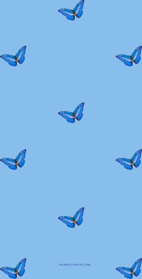 青い蝶の壁紙 青い コバルトブルー 羽 鳥 バタフライ エレクトリックブルー 鳥の渡り 飲み込む Wallpaperkiss