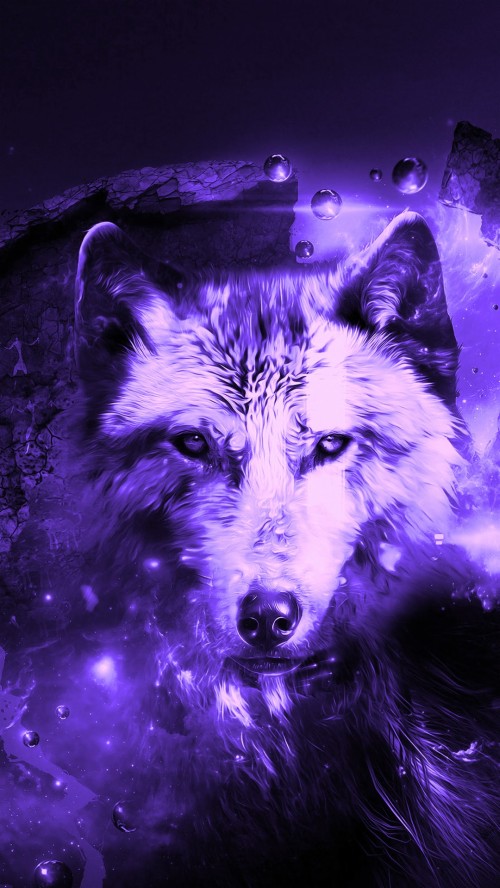 クールなオオカミの壁紙 紫の 狼 野生動物 鼻 狼犬 カニスループスツンドララム 図 Wallpaperkiss