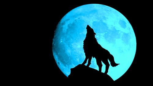 オオカミの壁紙のhd 月 黒 満月 闇 光 月光 黒と白 雰囲気 モノクロ写真 モノクローム Wallpaperkiss