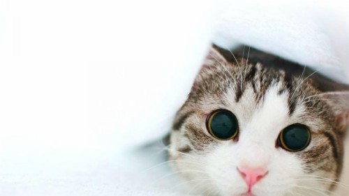 猫のデスクトップの壁紙 ネコ ひげ 中型から中型の猫 ネコ科 眼 ヨーロピアンショートヘア 鼻 エーゲ猫 飼い猫 Wallpaperkiss