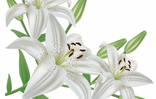 ユリの花の壁紙 自然の風景 花 工場 ジャイアントホワイトアルムリリー アルム 風景 野草 アンスリウム Wallpaperkiss