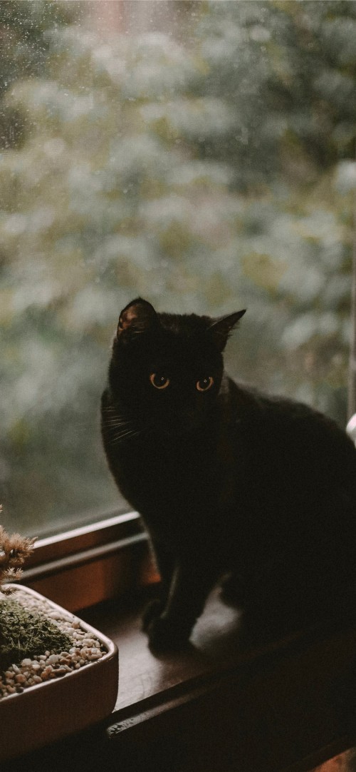 黒猫の壁紙 ネコ 黒猫 中型から中型の猫 ネコ科 ひげ 眼 ブリティッシュショートヘア 鼻 Wallpaperkiss