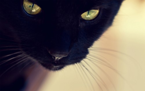 黒猫の壁紙 ネコ 黒猫 中型から中型の猫 黒 ネコ科 ボンベイ ひげ 眼 アジア人 Wallpaperkiss