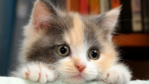 高精細hd壁紙 ひげ ネコ 閉じる 眼 鼻 マクロ撮影 中型から中型の猫 ネコ科 Wallpaperkiss