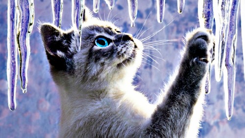 猫の壁紙 ネコ ひげ 中型から中型の猫 ネコ科 ヨーロピアンショートヘア ぶち猫 飼い猫 眼 Wallpaperkiss