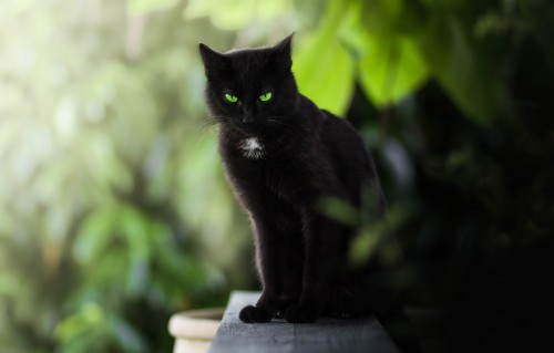 黒猫の壁紙 ネコ 黒猫 中型から中型の猫 ネコ科 緑 黒 ひげ 眼 飼い猫 Wallpaperkiss