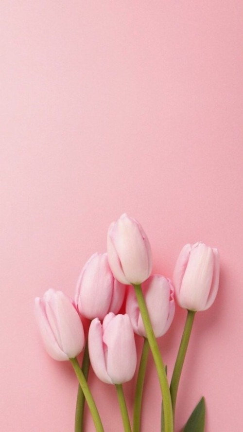 電話のための美しい壁紙 ピンク 花弁 チューリップ 花 工場 切り花 開花植物 つぼみ ユリ科 Wallpaperkiss